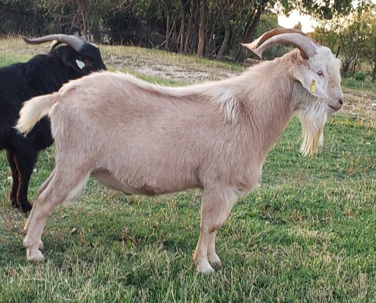 Bucks - Barnaby Goat Ranch